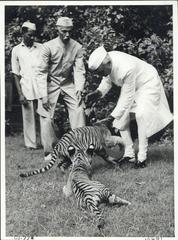 Prime Minister Jawaharlal Nehru playing with tiger cubs at Teen Murti Bhavan
