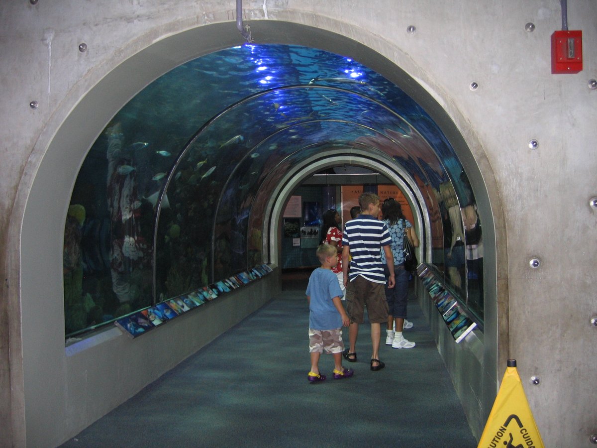Caribbean reef exhibit tunnel with vibrant coral and diverse marine life at Aquarium of the Americas, New Orleans