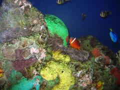 Small marine life exhibit at the Aquarium of the Americas in New Orleans