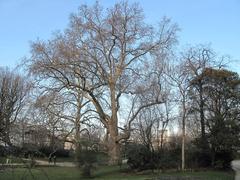 Tall platanus tree in Batignolles Park, Paris 17th arrondissement