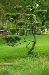 Twisted tree with gnarled branches in a natural setting