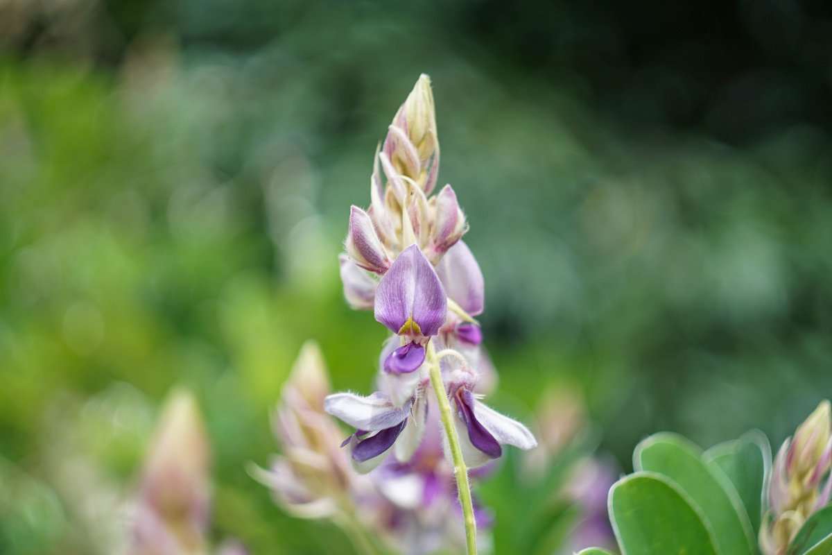 Afgekia mahidolae flower in bloom at Siriraj Hospital, Mahidol University in 2023