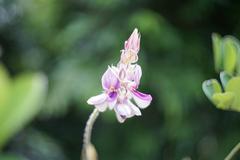 Afgekia mahidolae flower blooming at Siriraj Hospital, Mahidol University in 2023