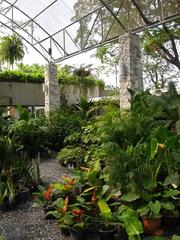 Peaceful garden with diverse plants and stone pathway
