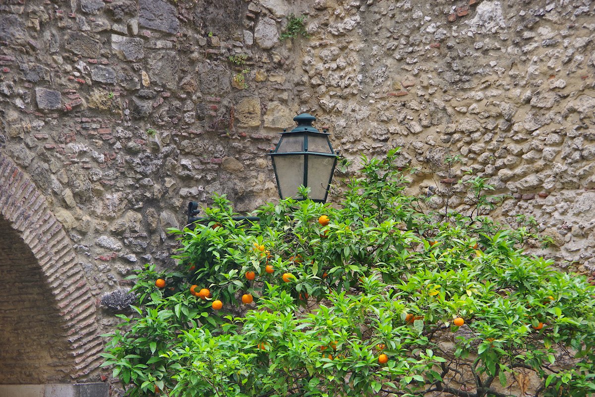 Citrus fruits with leaves in front of Castelo de São Jorge in Lisbon