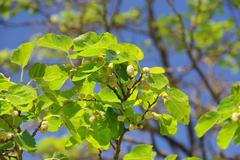 White mulberry tree with fruits in Lisbon near Castelo de São Jorge