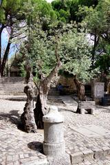 Old olive trees near Castelo de São Jorge in Lisbon Portugal