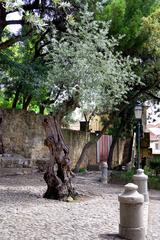 Old olive trees near Castelo de São Jorge in Lisbon