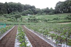 Keisen University Education Farm with greenhouses and farming fields in Tokyo, Japan