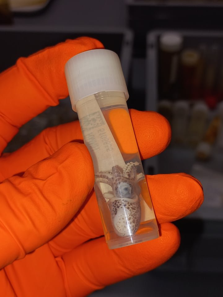 Scientist taking a DNA tissue sample from an Atlantic Dwarf Squid Sepiola atlantica at Naturalis Biodiversity Center