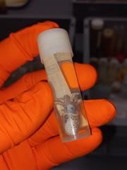 Scientist taking a DNA tissue sample from an Atlantic Dwarf Squid Sepiola atlantica at Naturalis Biodiversity Center