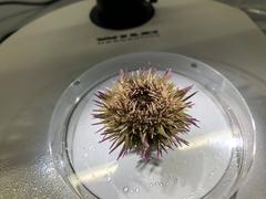 Green Sea Urchin specimen being sampled for DNA at Naturalis Biodiversity Center