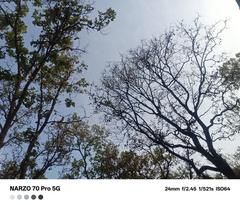 Dry tree branch in a peaceful forest with clear blue sky