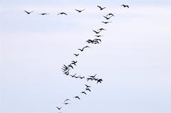A flock of geese flying in the sky over Toronto, Ontario