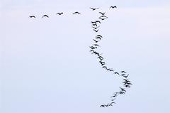 A flock of geese flying over Toronto skyline