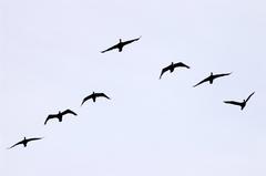 A flock of geese flying over Toronto skyline during sunset