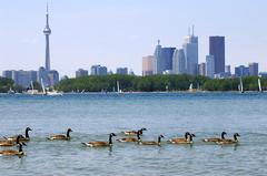 Canadian Goose standing on a rocky shore near water in Toronto Ontario