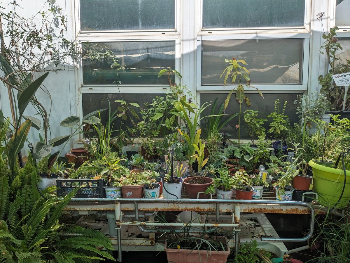 Therapeutic garden at Reut Rehabilitation Hospital with lush greenery and seating areas