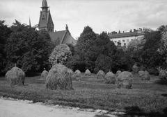 Dry grasses on stakes at Tähtitorninmäki hill