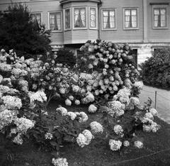 Tähtitorninvuori