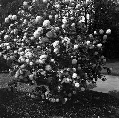 Koristepensas decorative shrub in Tähtitörnin vuori mountain