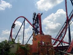 SheiKra roller coaster initial drop on the right, immelmann inversion on the left, and second vertical drop in the center