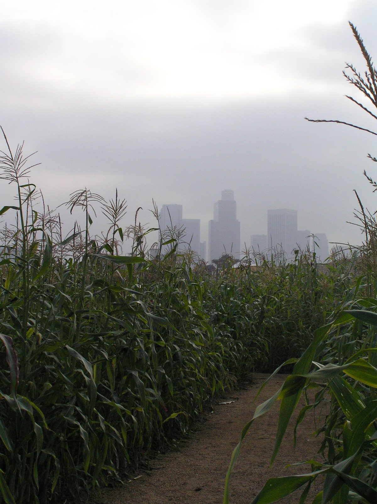 Urban cornfield with downtown Los Angeles skyline in the background
