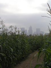 Urban cornfield with downtown Los Angeles skyline in the background