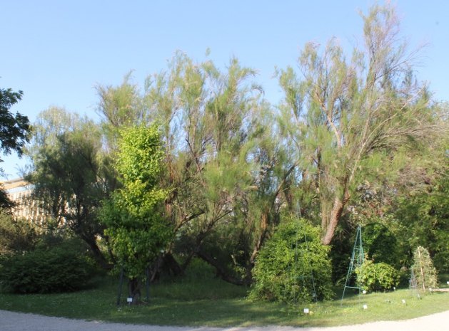 Tamarisk tree in a botanical garden with green foliage