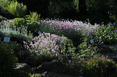 Botanical garden in Vienna with lush greenery and colorful flowers