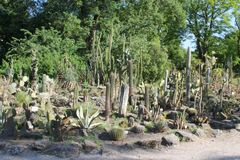 Collection of succulents in the botanical garden in Vienna