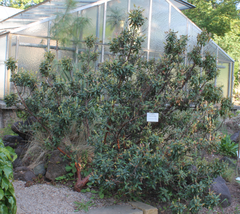 Cistus plant in the botanical garden of Vienna
