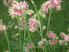 Close-up of purple Aquilegia vulgaris flower with green background