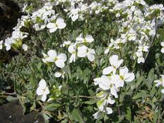 Arabis caucasica flowering plant in Botanic Garden Vienna Austria