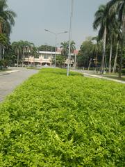 Mehan Garden in Ermita, Manila with lush trees and pathways near Universidad de Manila and Liwasang Bonifacio East Overpass