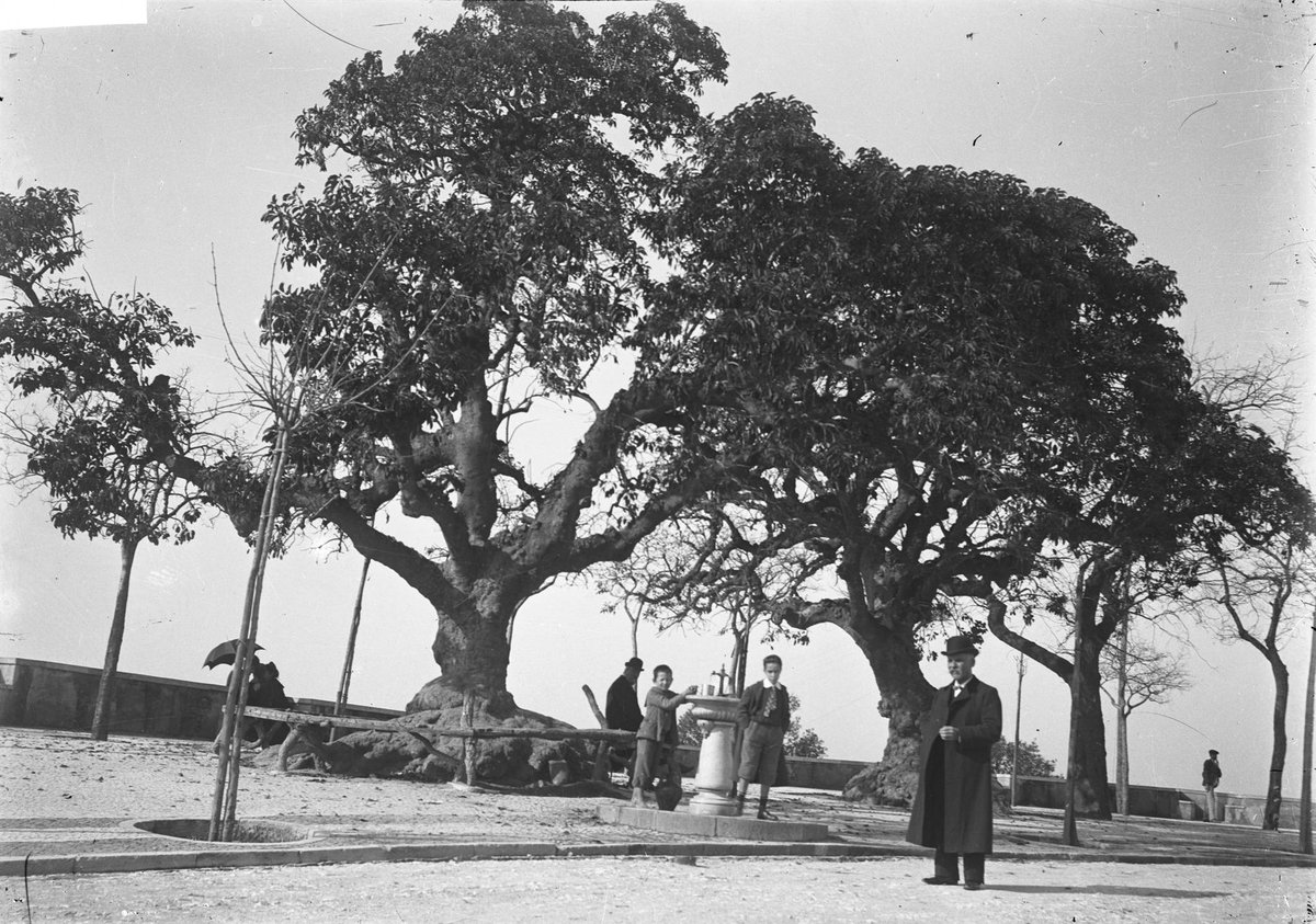 View from Miradouro da Senhora do Monte in Lisbon showing trees, a child near a fountain, and urban landscape in São Vicente