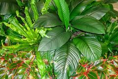 Indoor plants surrounding an enclosed garden at the Frick Museum in Manhattan NYC