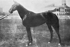 Well known Waler mare racing on Shanghai turf
