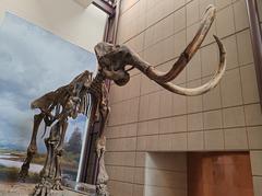 Woolly mammoth fossil excavated from Kenosha, Wisconsin