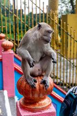 Macaque monkey sitting on stairs at Batu Caves