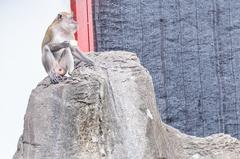 Macaque eating at the Batu Caves