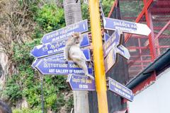 Macaque sitting on a sign at Batu Caves