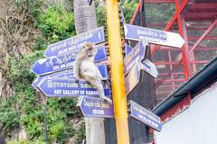 Macaque sitting on a sign at Batu Caves