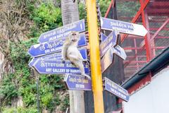 Macaque sitting on a Batu Caves sign