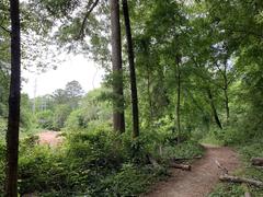 Morningside Nature Preserve vibrant green forest trail in Atlanta