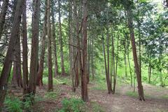 Morris Arboretum