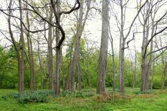 Scenic view of Morris Arboretum in Chestnut Hill Philadelphia with lush green trees and walking paths
