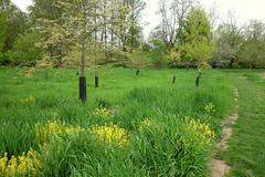 View of lush greenery and trees at Morris Arboretum in Chestnut Hill Philadelphia