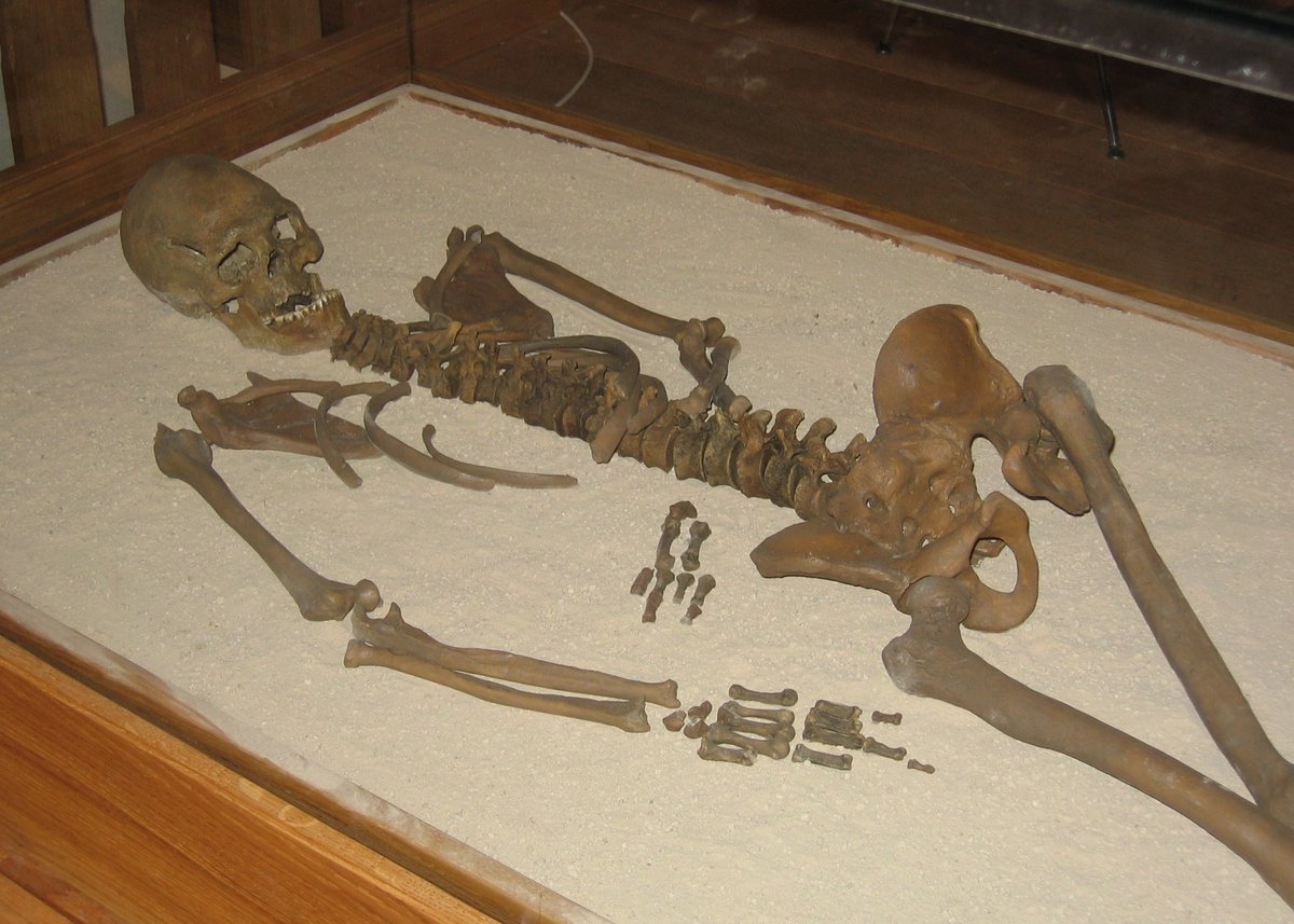 Ancient Loschburmann skeleton found in Loschbour site, Heffingen, Luxembourg