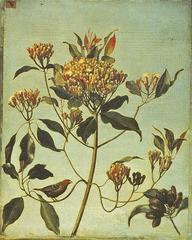Michel Garnier oil painting of Syzygium aromaticum clove tree, circa 1801-1805